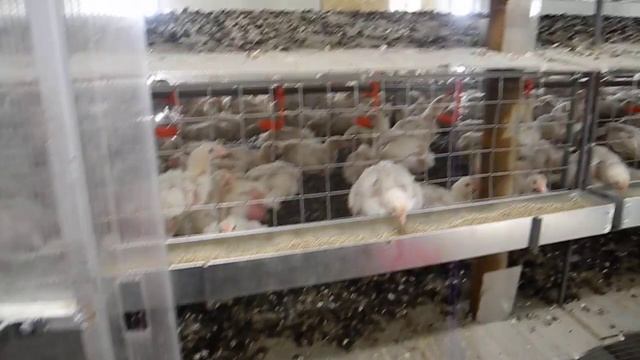 Изготовление клеток под заказ. смотреть онлайн
