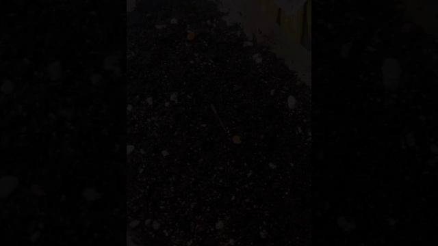 Поздний посев перца желтая капия и эмикс. #shorts смотреть онлайн