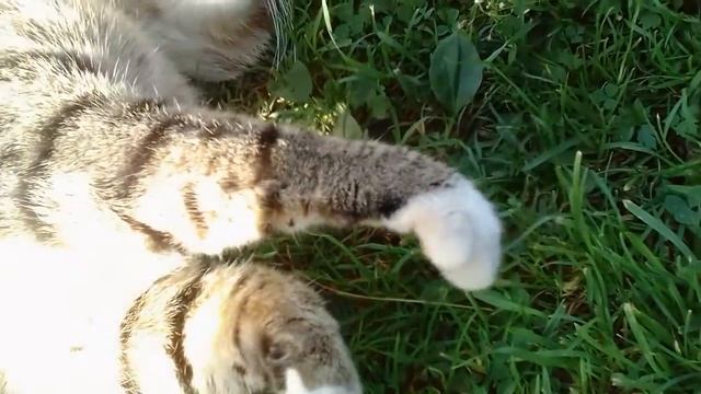 Добрейший кот на даче у подруги. смотреть онлайн