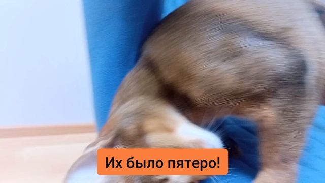 Dima - котята ❤️! (Субтитры русский)