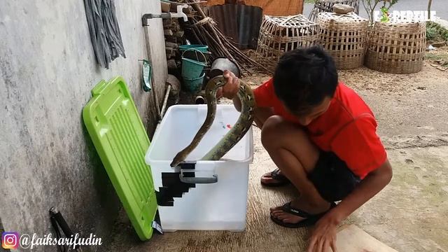 Cara Memandikan Ular Sanca Python Reticulatus Platinum Setelah Shedding смотреть онлайн