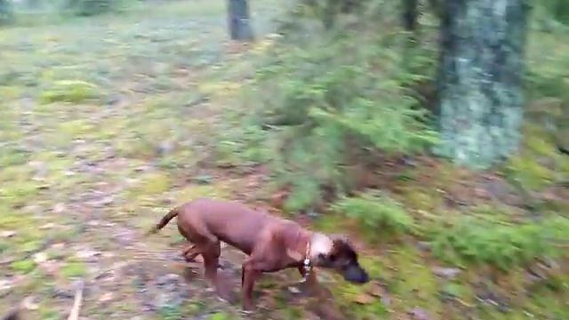 БАВАРСКАЯ ГОРНАЯ ГОНЧАЯ. 5 МЕСЯЦЕВ. смотреть онлайн