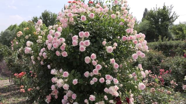 парковая роза велендшпиль, питомник роз полины козловой rozarium.biz смотреть онлайн