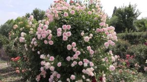 парковая роза велендшпиль, питомник роз полины козловой rozarium.biz