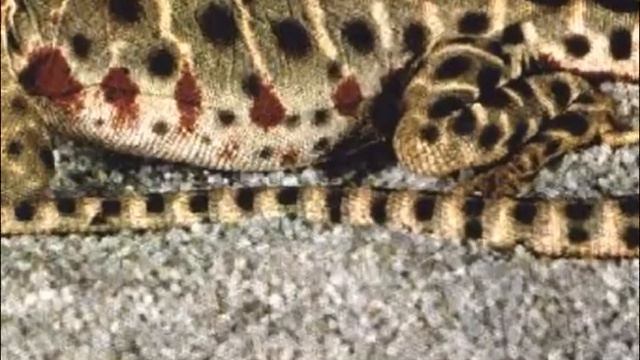 ЖИВОТНЫЕ....ЗМЕИ....ПТИЦЫ.... смотреть онлайн