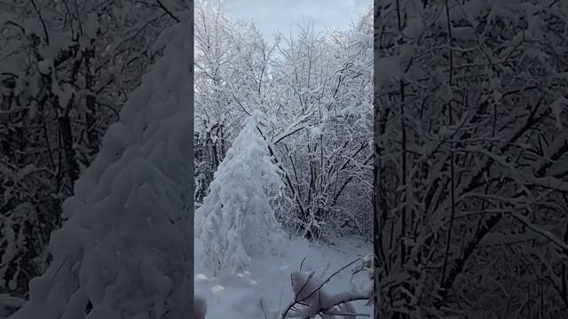 Зимняя сказка в горном лесу! смотреть онлайн