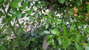 Как  я вырастила лавр  или информация для тех, кто хочет вырастить лавр на даче или у себя в саду.