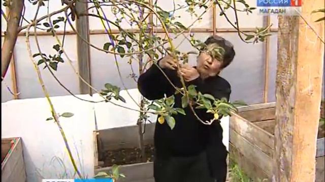 Колымские фермеры выращивают новые для себя культуры, арбузы и виноград смотреть онлайн