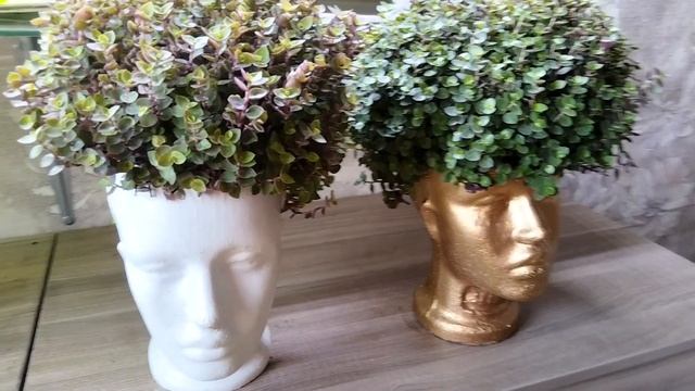 Каллизия стрижка,уход,размножение смотреть онлайн