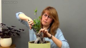 Фикус Микрокарпа (ч.2).