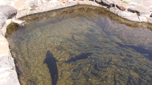 Cherkezi Dzor Fish Valley in Gyumri Armenia , Рыбное ущелье в Гюмри , Ձկան ռեստորան Չերքեզի ձոր смотреть онлайн