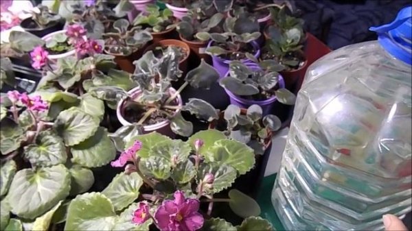 Полив фиалок в поддон