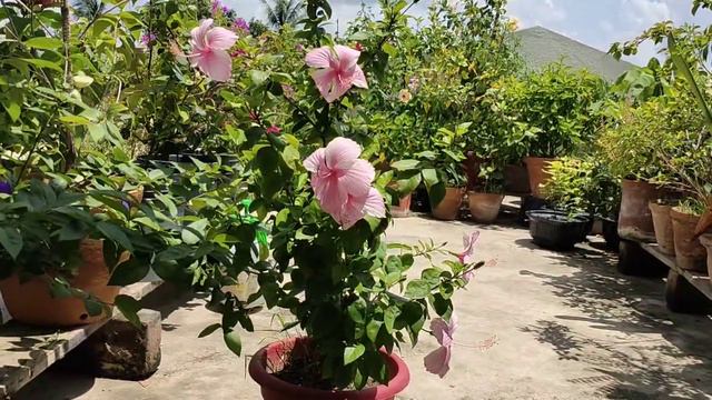 জবা গাছ সম্বন্ধে কিছু গুরুত্বপূর্ণ তথ্য।(Hibiscus special tips & care) смотреть онлайн