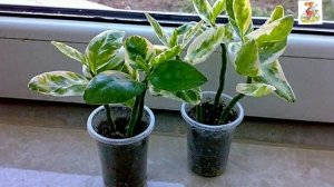 Педилантус. Уход. Размножение