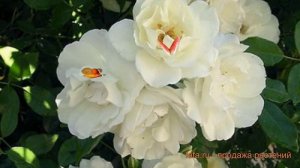 Роза плетистая Клайминг Айсберг ? обзор: как сажать, саженцы розы Клайминг Айсберг