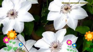 Клематис гибридный Мисс Бейтман. Краткий обзор, описание характеристик clematis Miss Bateman