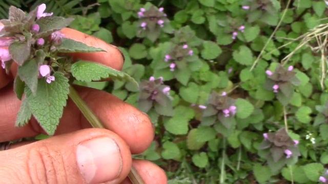 Purple Dead Nettle (Lamium purpureum) Edible Wild Plants. смотреть онлайн