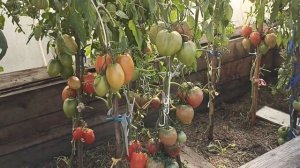 Сибирь. Обзор и дегустация томата Солдатово.