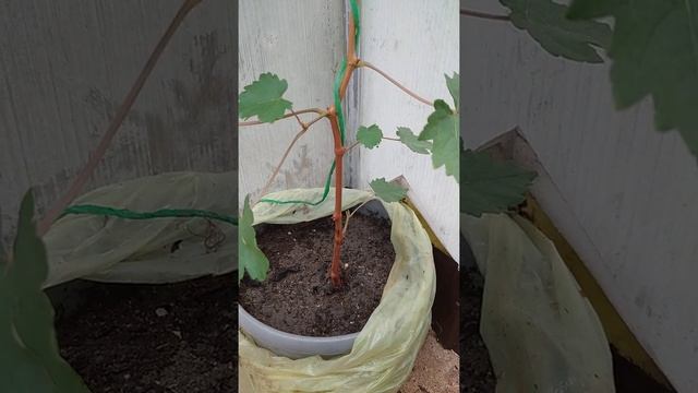 виноград из семечки смотреть онлайн