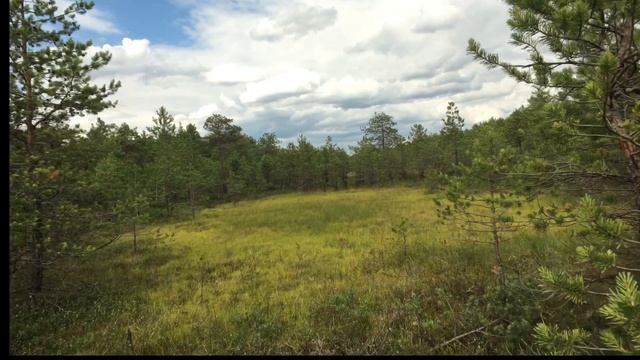 Как я морошку искала. В живописных уголках верхового болота. смотреть онлайн
