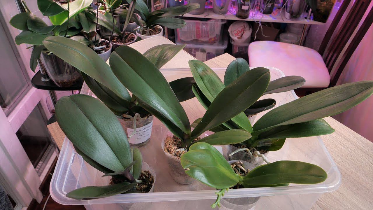 Выжил ли КРАСИВЕННЫЙ Биг Лип? Новым орхидеям НУЖНА АДАПТАЦИЯ! НЕ ПЕРЕСАЖИВАЙТЕ их. смотреть онлайн