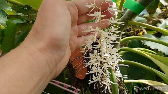 Dendrobium wassellii ,デンドロビウム ワッセリー смотреть онлайн