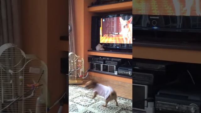 Chihuahua ogląda "Beverly Hills Chihuahua" смотреть онлайн