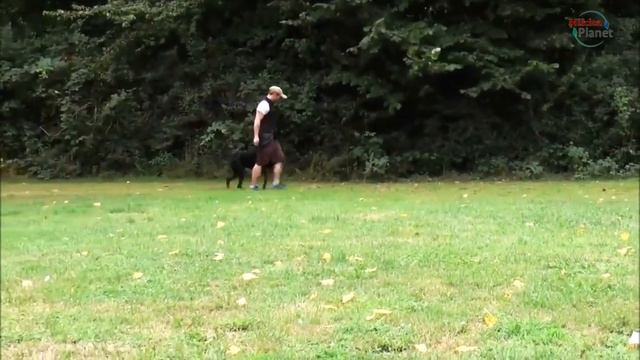 Доберман . Doberman