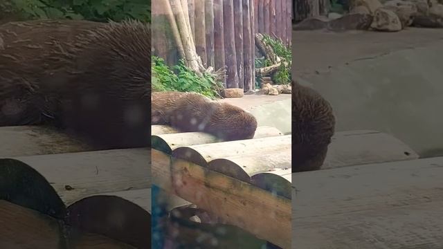 большая выдра ?? #zoo #выдра #animals смотреть онлайн
