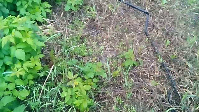 Обработка междурядий ремонтантной малины гербицидом смотреть онлайн