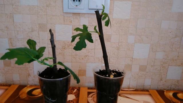 Результаты проращивания черенков инжира смотреть онлайн