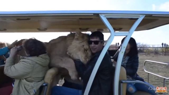 Лев Филя - Персональный «цирюльник» смотреть онлайн