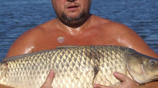 Сазан. Ловля сазана. Рыбалка. Рыбалка видео. Поймал. Катушка. Удилище. Леска. смотреть онлайн