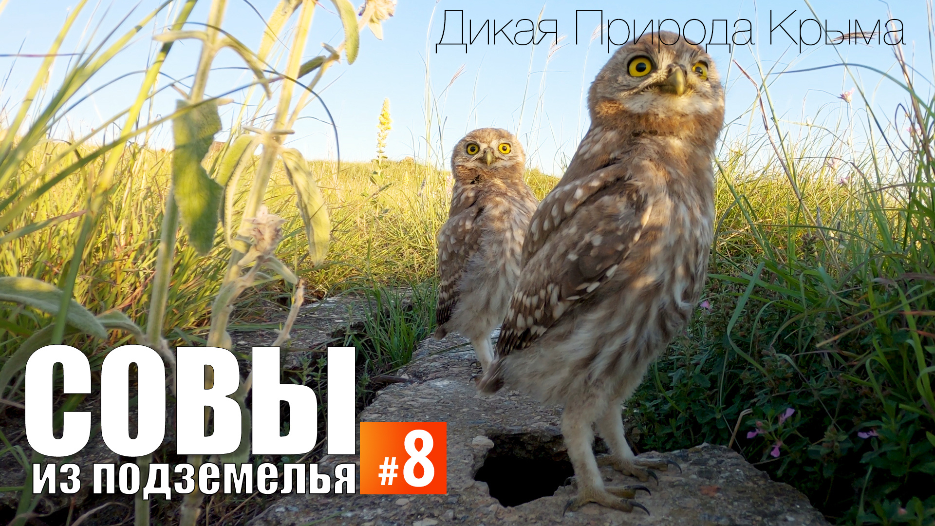 Совы из подземелья. Эпизод 8. Птенцы возле норы. Кормление. смотреть онлайн
