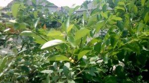 Цветение кудрании - "малинового"  или "клубничного" дерева. Как выглядят мужские и женские соцветия