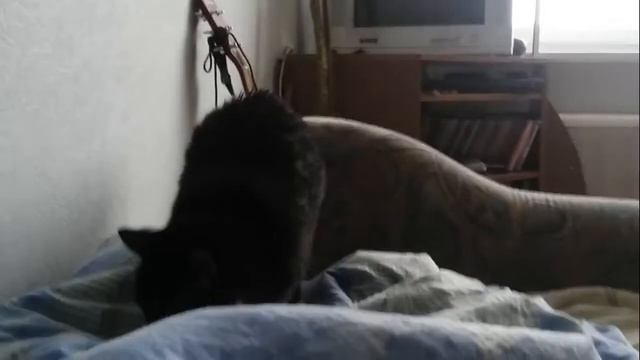 Кот намывается после ванны смотреть онлайн