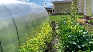 Горчица как сидерат  как сеять, когда косить, Зачем сеять ГОРЧИЦУ С КЛУБНИКОЙ