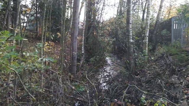 Сезон 5. Обзор дачи. 14 октября 2020 года. Лес за участком. смотреть онлайн