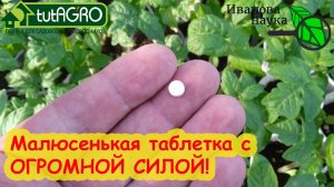 В 100 раз УСИЛИТ ЛЮБОЕ УДОБРЕНИЕ! Маленькая таблетка из любой аптеки с огромной силой! Испытайте ее!