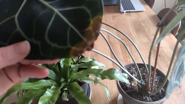 Choroby grzybowe roślin | Przelana roślina i co dalej? | Plamy na liściach roślin doniczkowych | смотреть онлайн