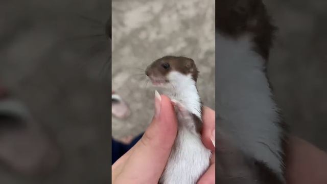 Подпишись? #ласка #домашниеживотные #животные #мойпитомец #питомец #звери #хорек #домашнийлюбимец смотреть онлайн