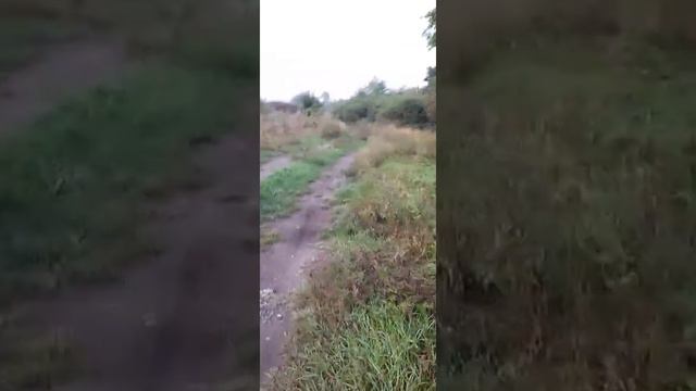 Прогулка по лесу. Нашёл синие грибы. смотреть онлайн