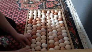 третий день инкубации яиц.