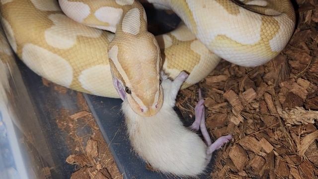 Rat Steps On Pissed Python - Warning Live Feeding смотреть онлайн