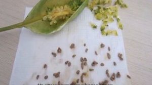 Цветок спатифиллум — размножение в домашних условиях