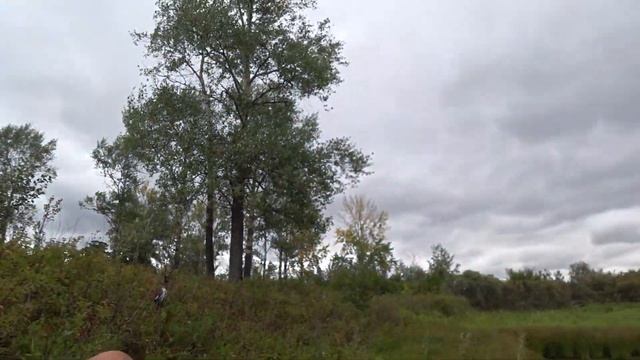 Охота на утку с Русским спаниелем, удачное начало сезона! смотреть онлайн