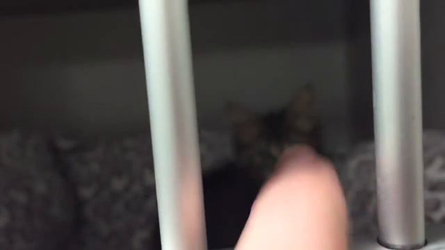 Волонтерская работа в приюте для животных =^..^= СИАМСКИЕ КОШКИ ( Часть 1) смотреть онлайн