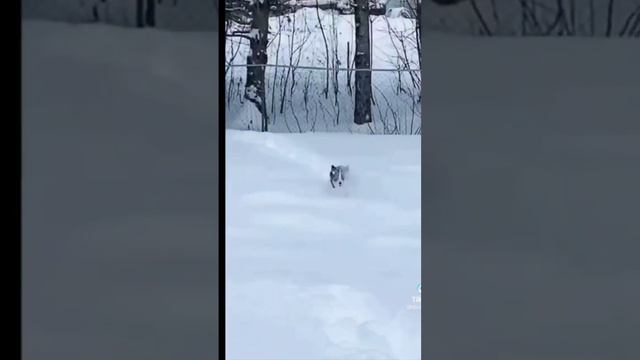 Подборка самых смешных моментов с животными 2023 смотреть онлайн