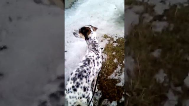 Гуляю с далматинцем смотреть онлайн