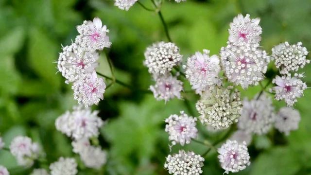 Там под горой растут цветы в Карпатах смотреть онлайн